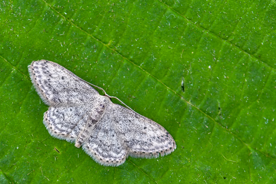 Idaea seriata - szürke apróaraszoló