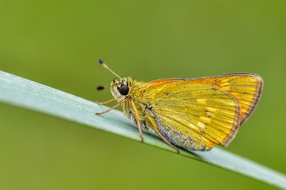Ochlodes sylvanus - erdei busalepke