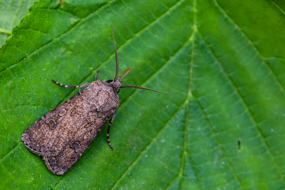 Agrotis segetum - vetési földibagoly