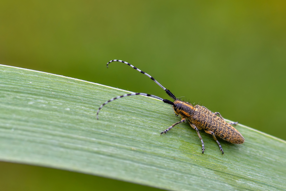 Agapanthia villosoviridescens - fehérgyűrűs bogáncscincér
