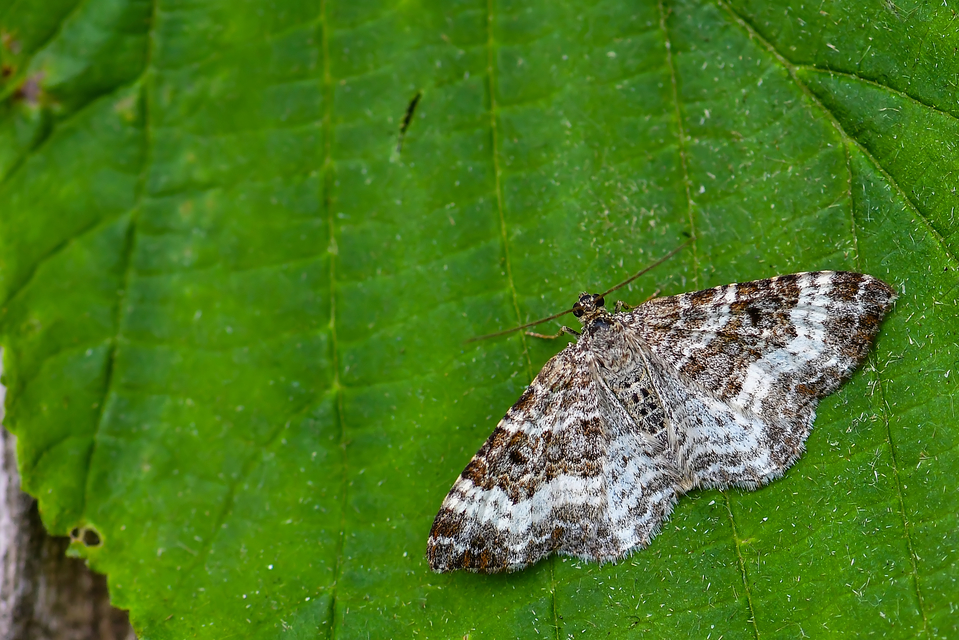 Epirrhoe alternata - galaj-tarkaaraszoló