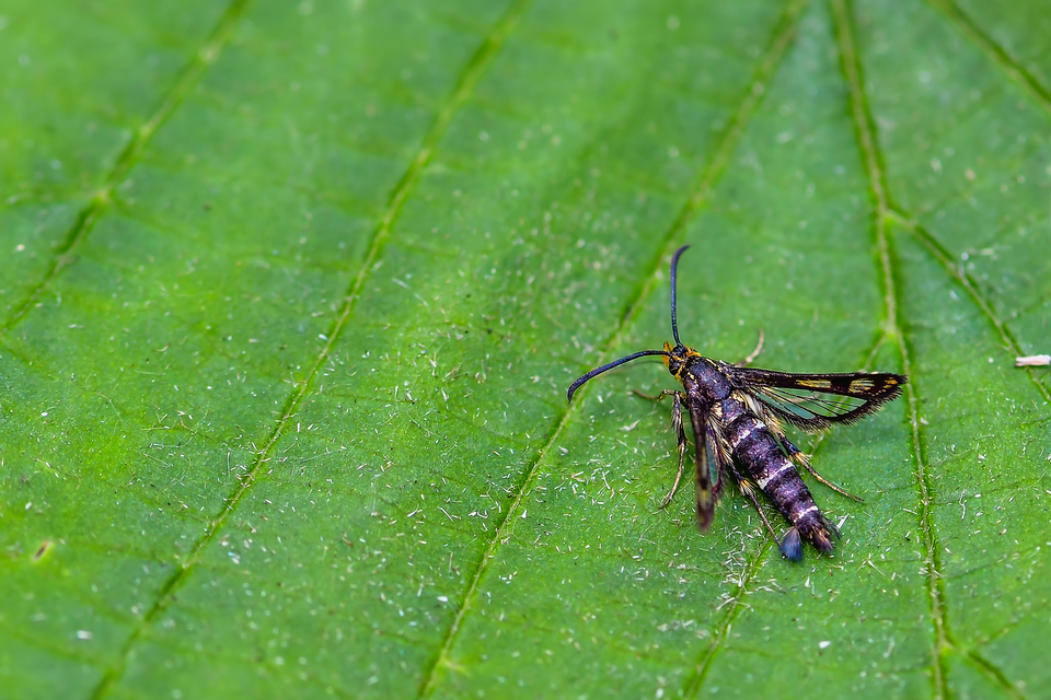 Sesiidae - szitkárfélék