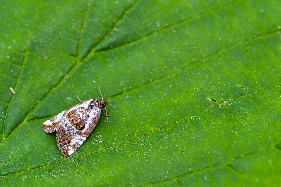 Hapalotis venustula - rózsaszínű mázasbagoly