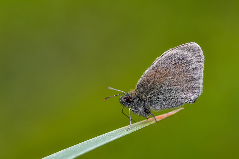 Coenonympha pamphilus - kis szénalepke
