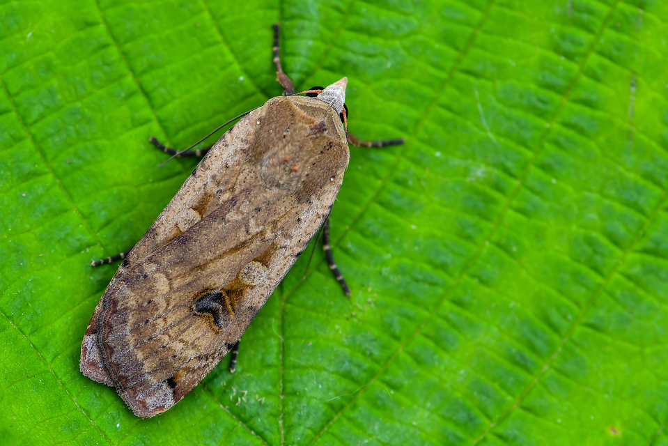Noctua pronuba - nagy sárgafűbagoly