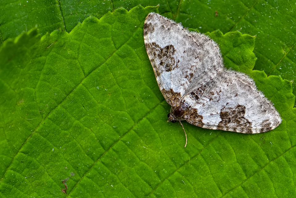 Xanthorhoe fluctuata - közönséges tarkaaraszoló