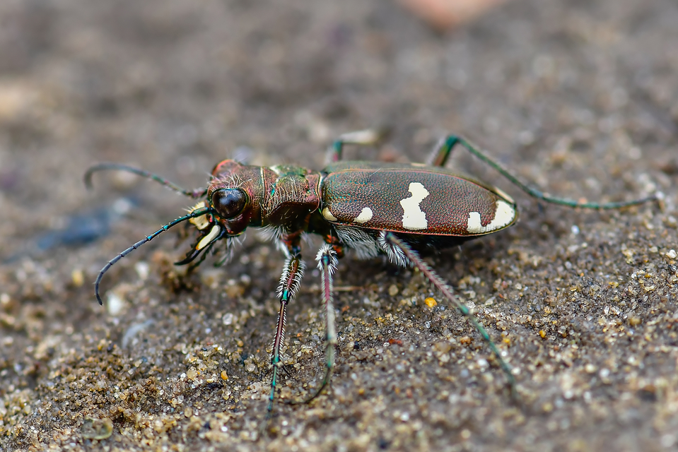 Cicindela sylvicola - erdei homokfutrinka