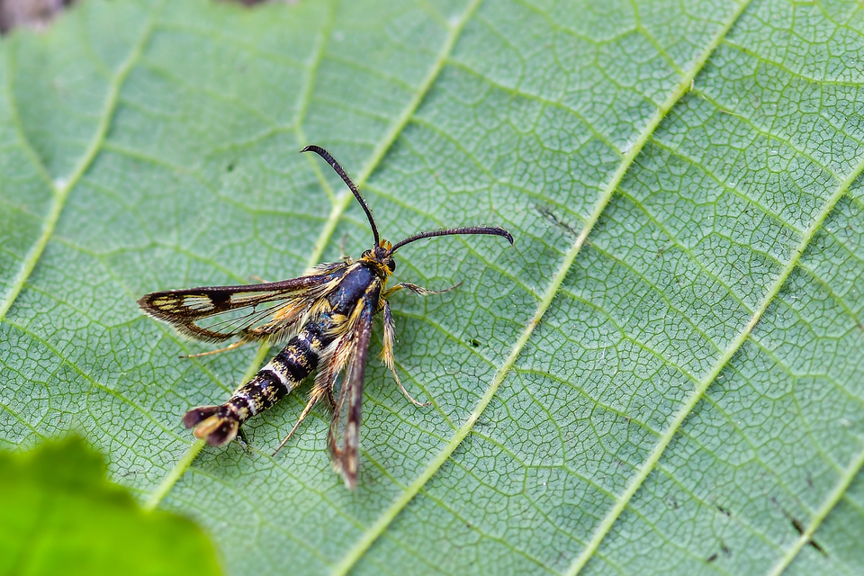 Sesiidae - szitkárfélék
