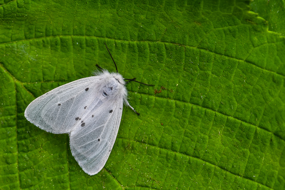 Diaphora mendica - felemás medvelepke
