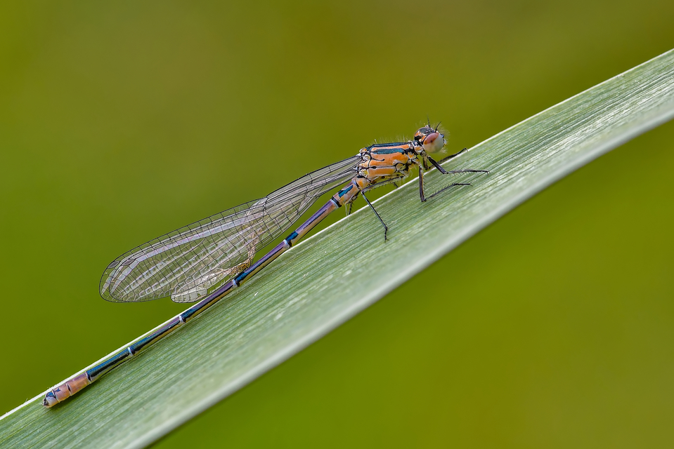 Coenagrion puella - azúrkék légivadász