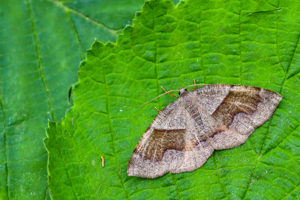 Plagodis pulveraria - szemcsés araszoló