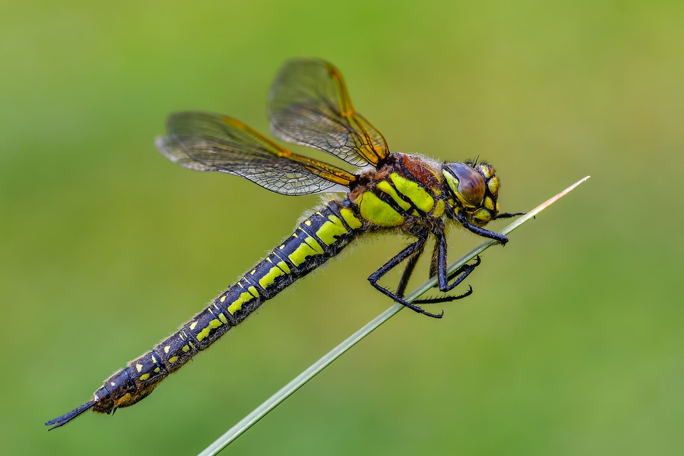 Brachytron pratense - szőrös karcsúacsa