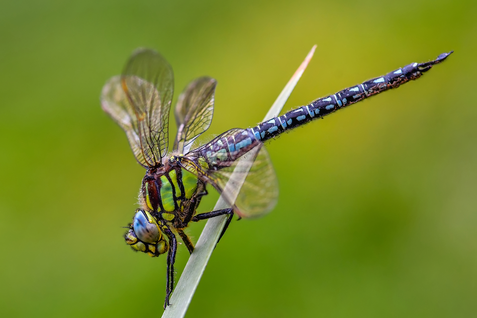 Brachytron pratense - szőrös karcsúacsa