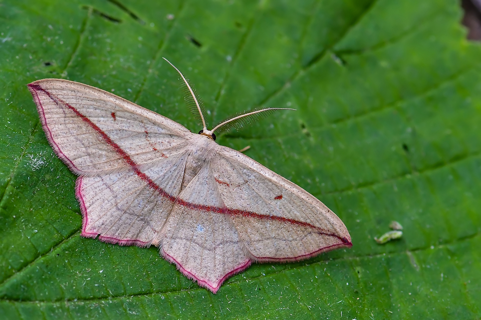 Timandra comae - piroscsíkos csipkésaraszoló