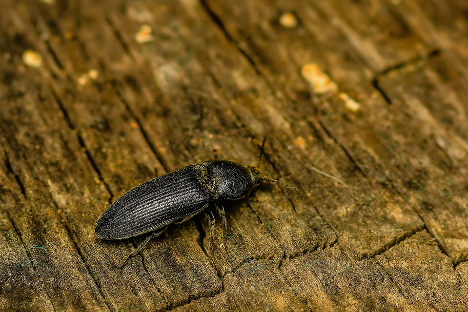 Melanotus punctolineatus - sávos gyászpattanó