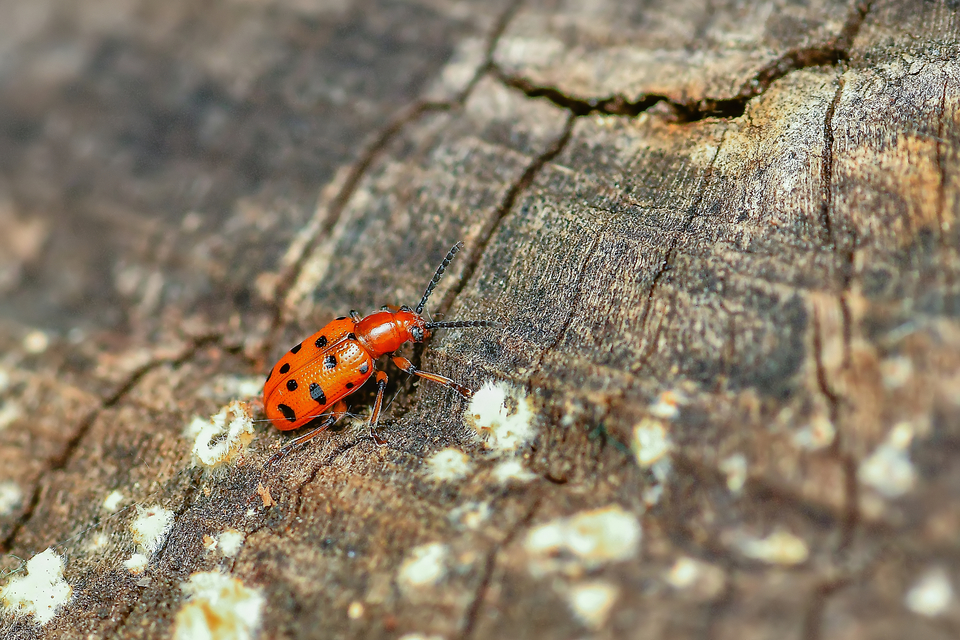 Crioceris duodecimpunctata - tizenkétpontos spárgabogár