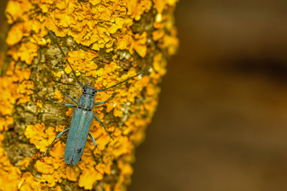 Phytoecia coerulescens - kígyósziszcincér