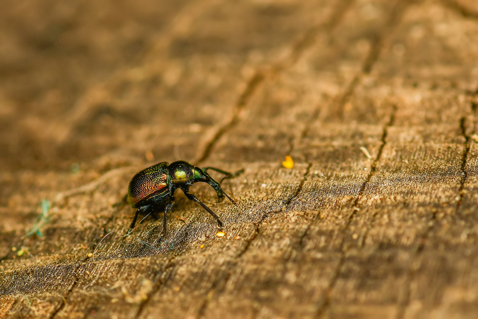 Byctiscus populi - nyárfa-levélsodró