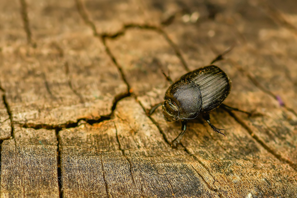 Onthophagus verticicornis - fekete trágyatúró