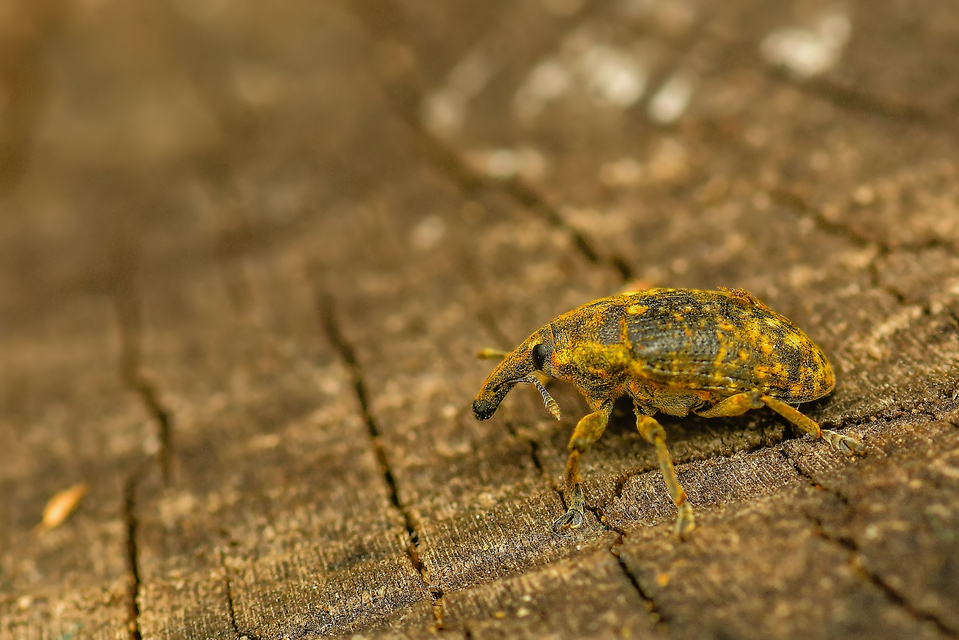Larinus sturnus - aszat-púderbarkó