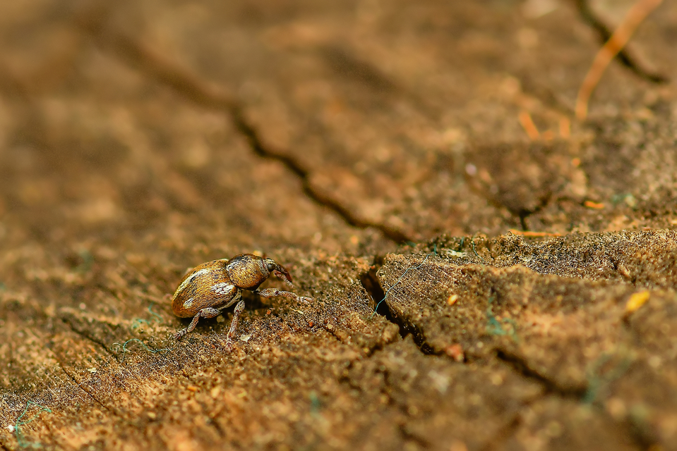 Tychius quinquepunctatus - borsó-tímárormányos