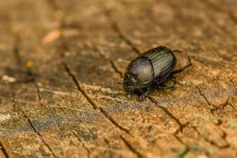 Onthophagus verticicornis - fekete trágyatúró