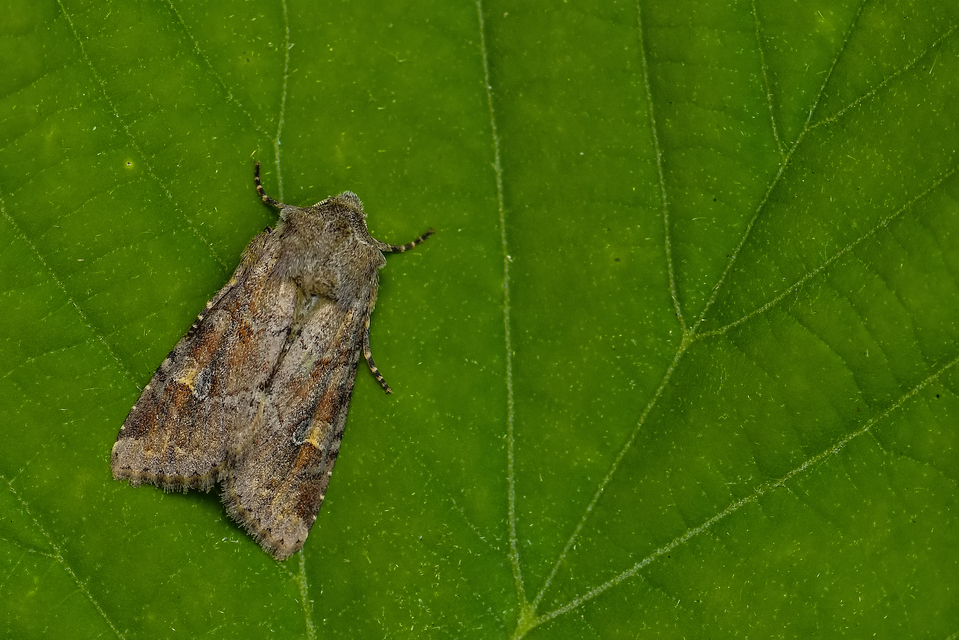 Apamea sordens - kalászrágó dudvabagoly
