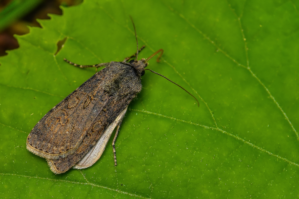 Agrotis segetum - vetési földibagoly