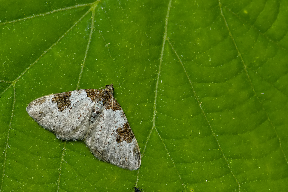Xanthorhoe fluctuata - közönséges tarkaaraszoló
