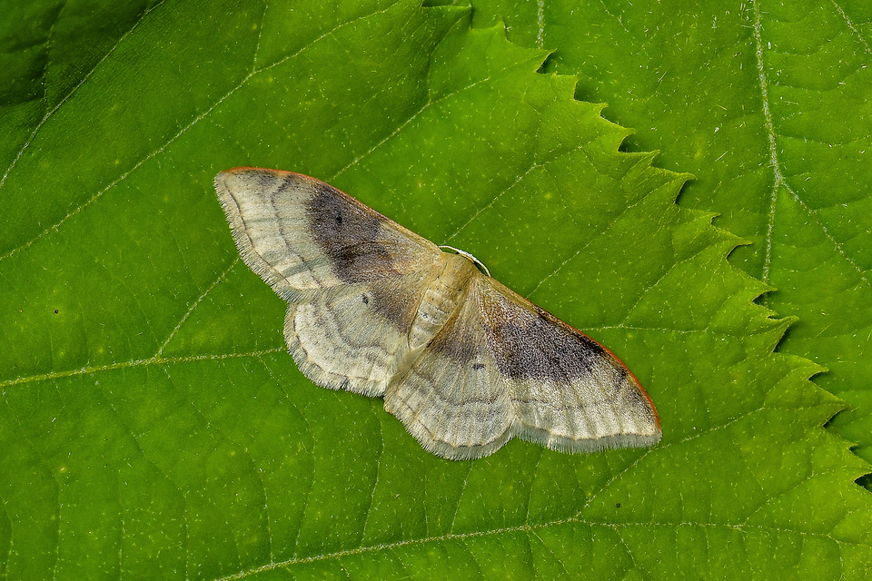 Idaea degeneraria - barnasávos araszoló