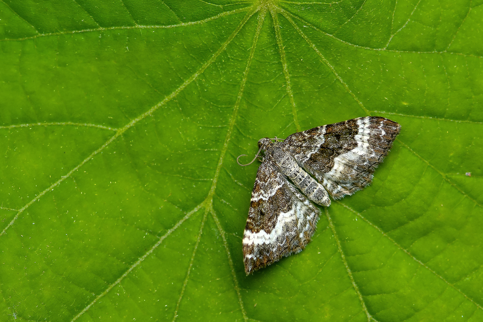 Epirrhoe alternata - galaj-tarkaaraszoló