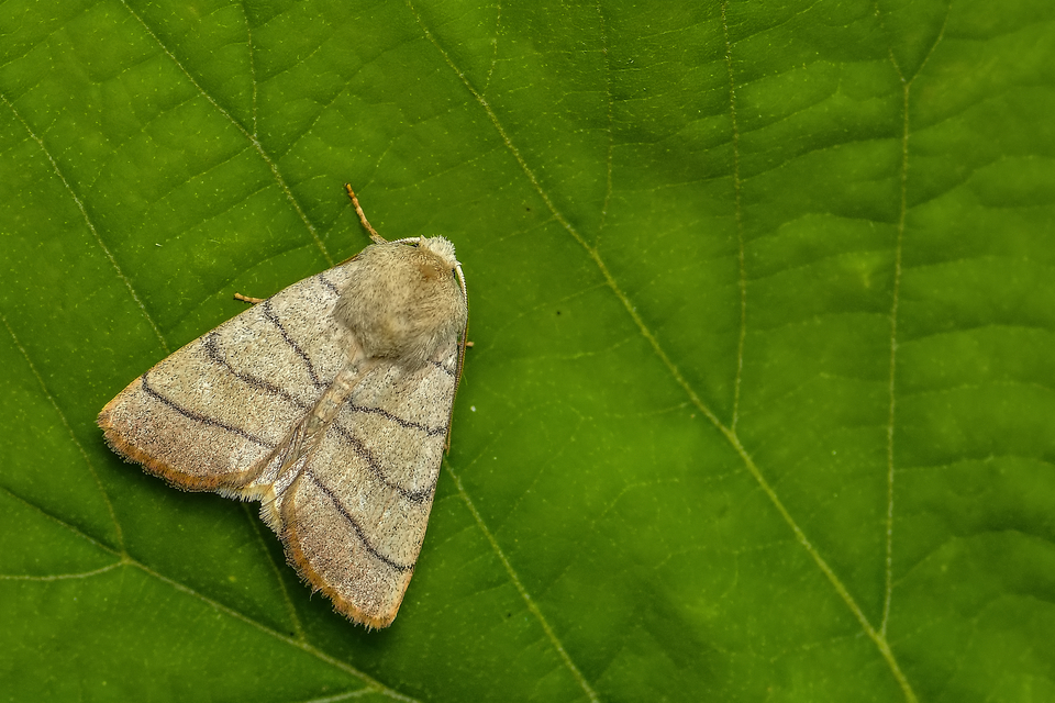 Charanyca trigrammica - háromsávos lombbagoly
