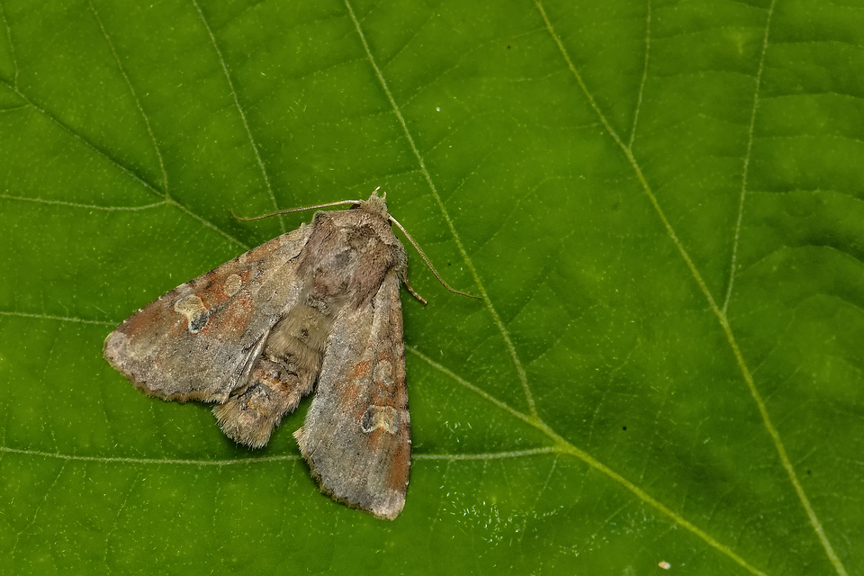 Apamea sordens - kalászrágó dudvabagoly