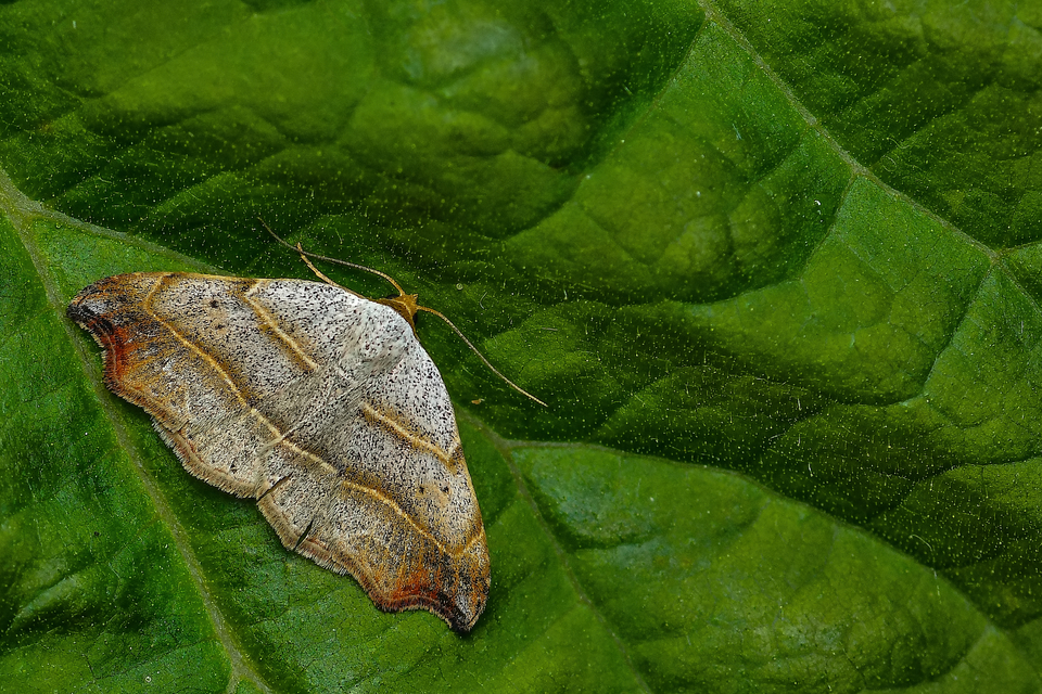 Laspeyria flexula - zuzmóbagoly