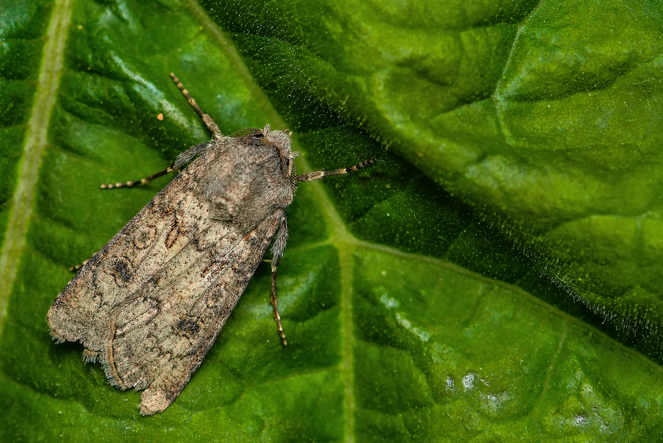 Agrotis segetum - vetési földibagoly