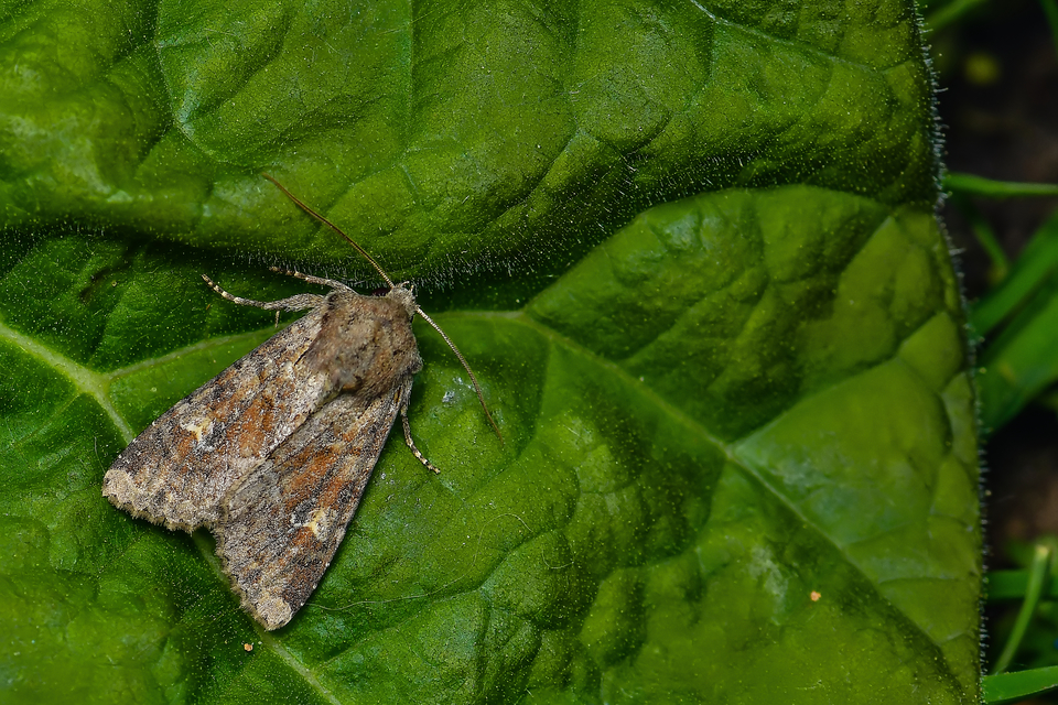 Apamea sordens - kalászrágó dudvabagoly