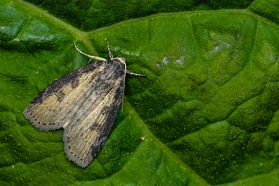 Chilodes maritima - négyfoltos nádibagoly