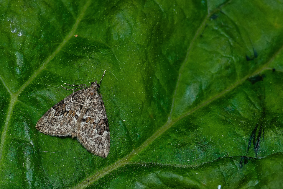 Thera variata/britannica