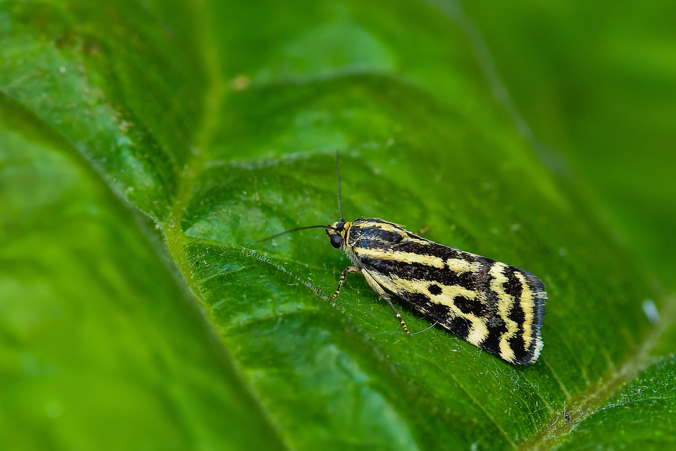 Emmelia trabealis - zebrabagoly