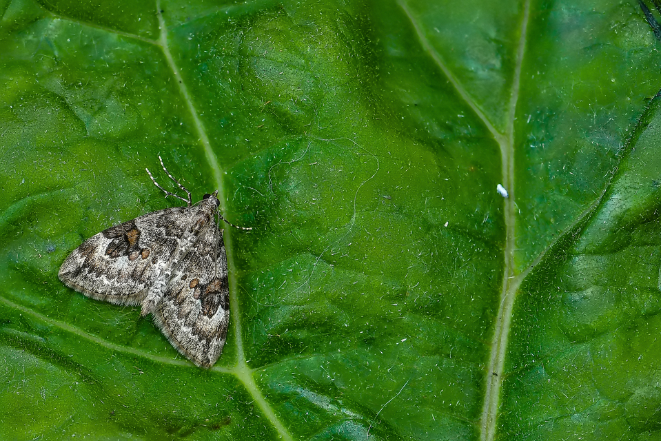 Thera variata/britannica