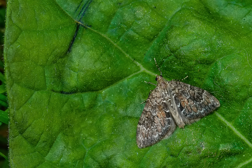 Thera variata/britannica