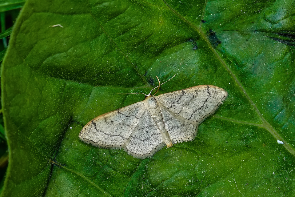 Idaea aversata - nagy sávosaraszoló