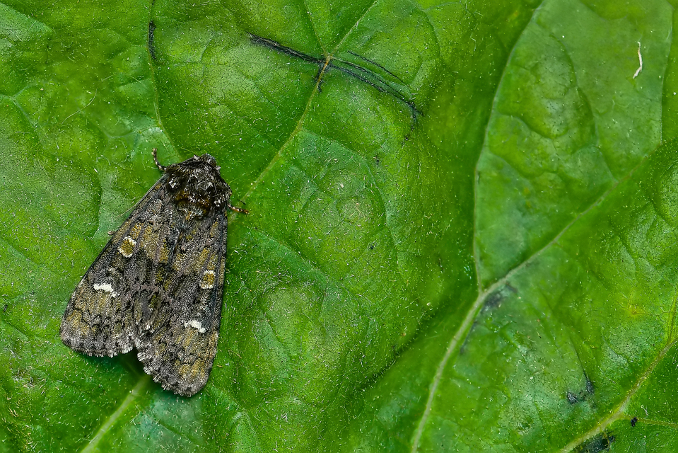 Craniophora ligustri - fagyalbagoly