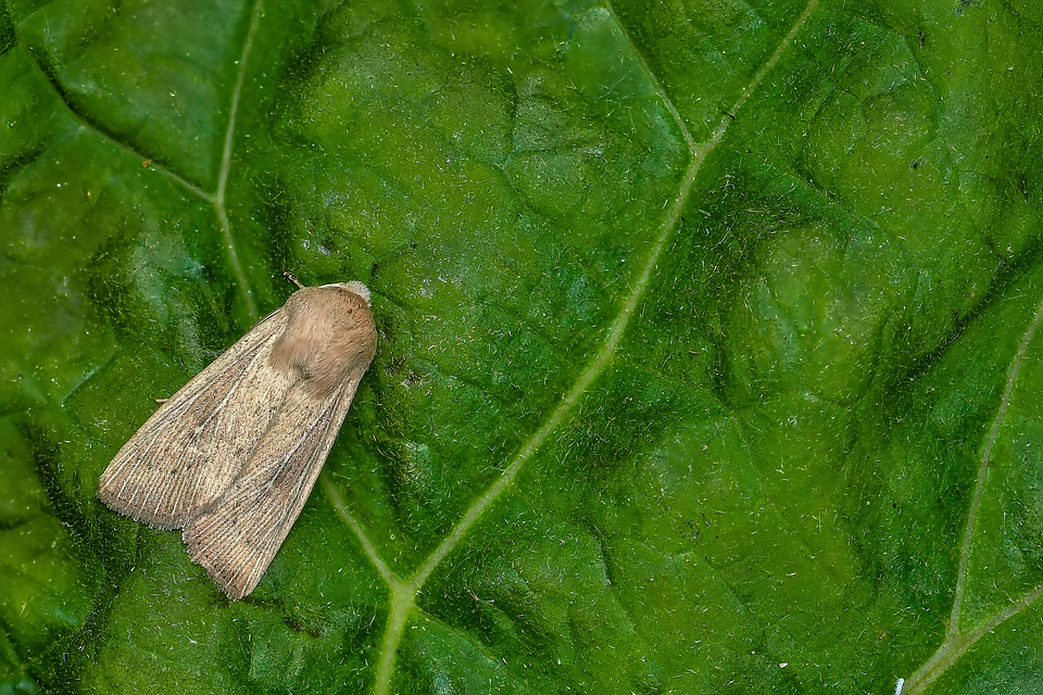 Leucania obsoleta - pontozott rétibagoly