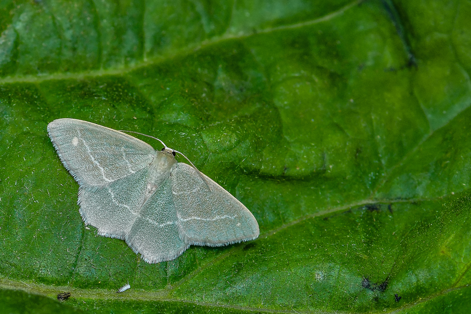 Chlorissa viridata/cloraria