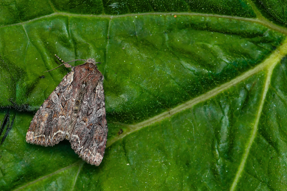 Lacanobia thalassina - borbolya-kertibagoly