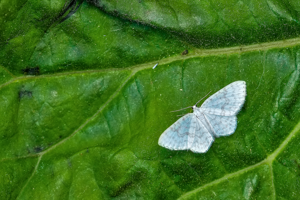 Asthena albulata - gyertyán-fehéraraszoló