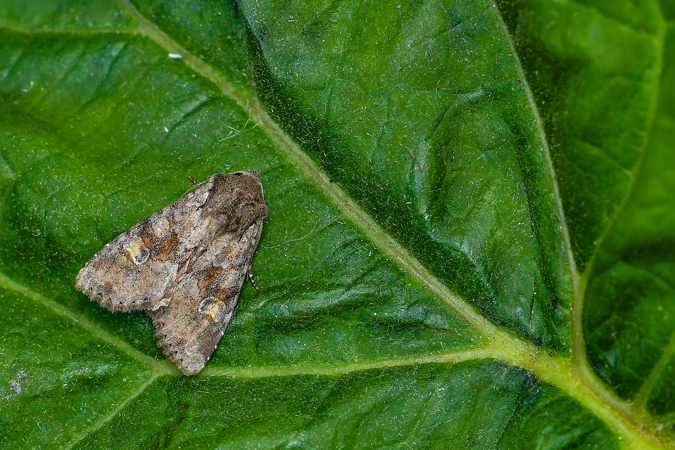 Apamea sordens - kalászrágó dudvabagoly