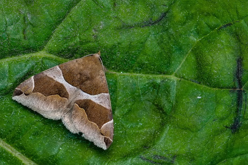 Dysgonia algira - déli porcelánbagoly