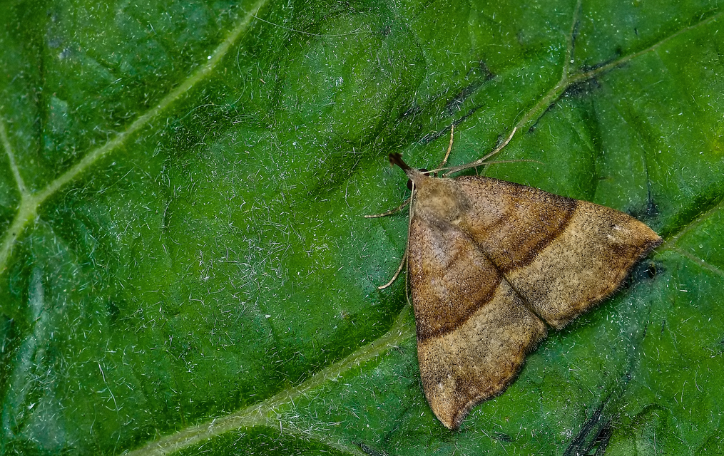 Hypena proboscidalis - ormányos karcsúbagoly